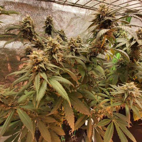 BagSeed A (x4) growlog timeline photo