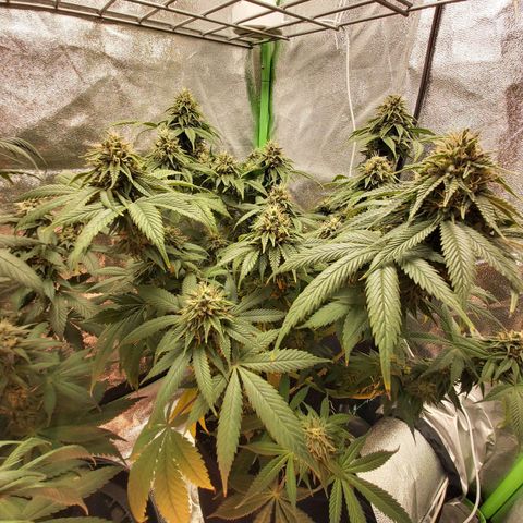 BagSeed A (x4) growlog timeline photo