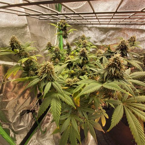 BagSeed A (x4) growlog timeline photo