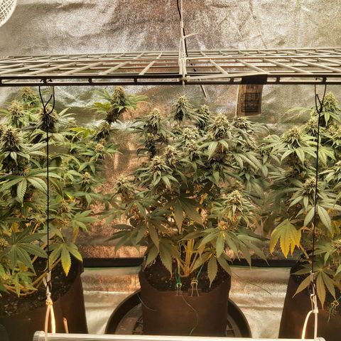 BagSeed A (x4) growlog timeline photo