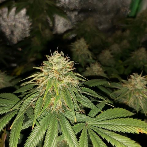 BagSeed A (x4) growlog timeline photo