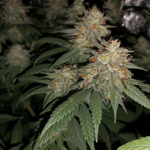 BagSeed A (x4) growlog timeline photo
