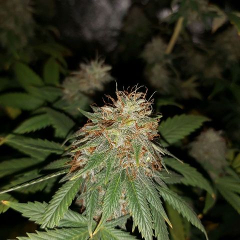 BagSeed A (x4) growlog timeline photo