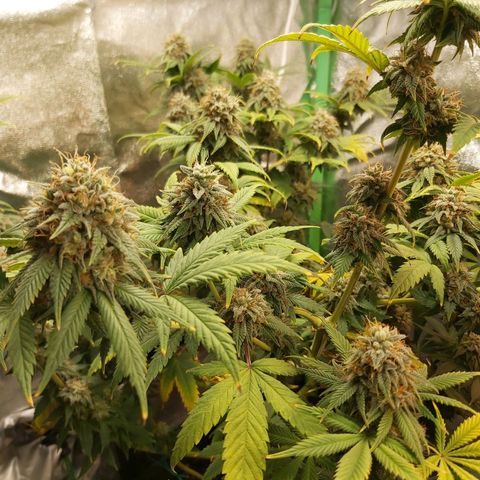 BagSeed A (x4) growlog timeline photo