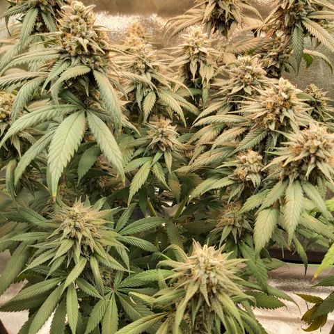 BagSeed A (x4) growlog timeline photo