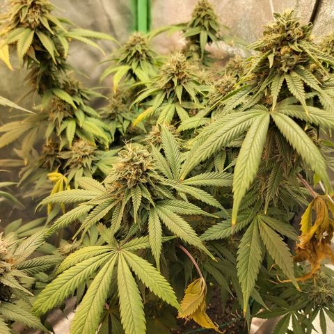 BagSeed A (x4) growlog timeline photo