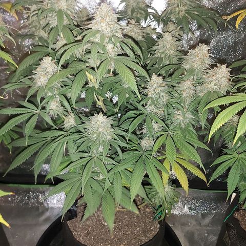 BagSeed A (x4) growlog timeline photo