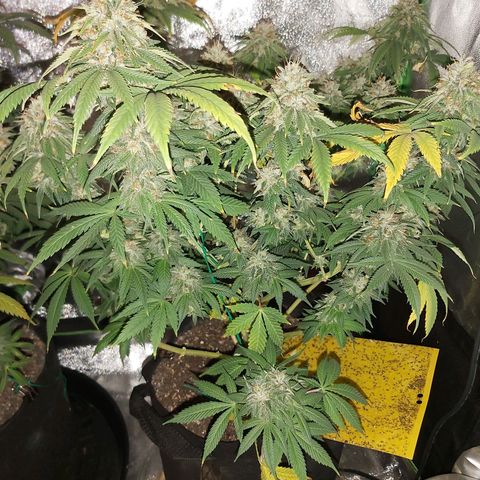 BagSeed A (x4) growlog timeline photo