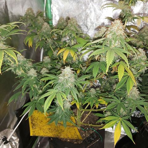 BagSeed A (x4) growlog timeline photo