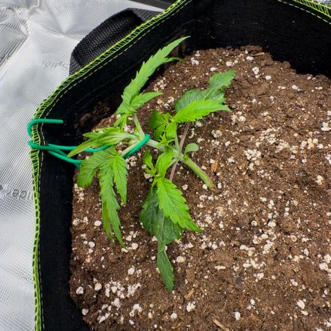 Cookies Gelato Automatic growlog timeline photo