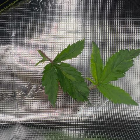 Cookies Gelato Automatic growlog timeline photo