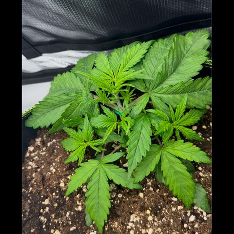 Cookies Gelato Automatic growlog timeline photo