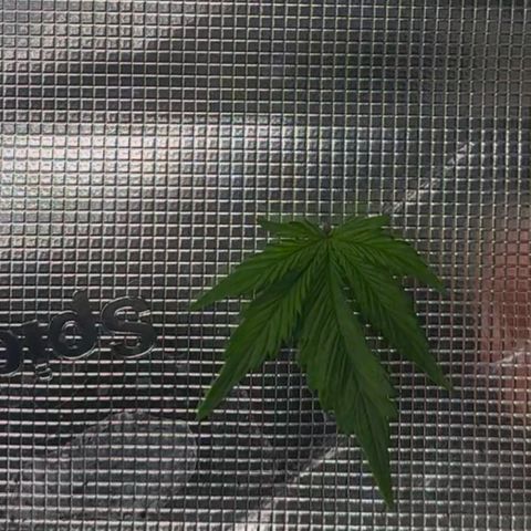 Cookies Gelato Automatic growlog timeline photo
