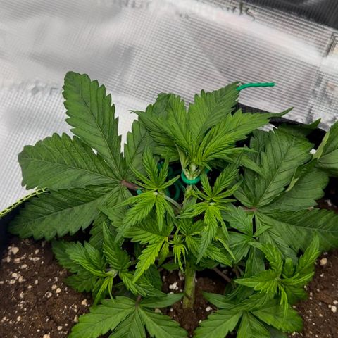 Cookies Gelato Automatic growlog timeline photo