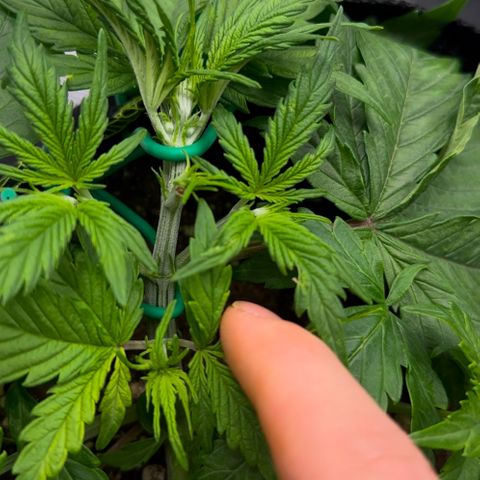 Cookies Gelato Automatic growlog timeline photo