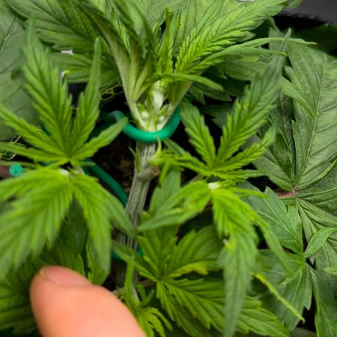 Cookies Gelato Automatic growlog timeline photo