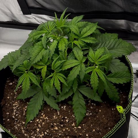 Cookies Gelato Automatic growlog photo: Vor dem Training 