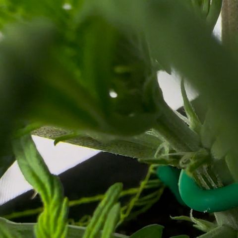 Cookies Gelato Automatic growlog photo: Vor dem Training 