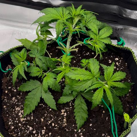 Cookies Gelato Automatic growlog photo: Nach dem Training 