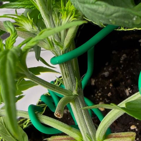 Cookies Gelato Automatic growlog photo: Nach dem Training 