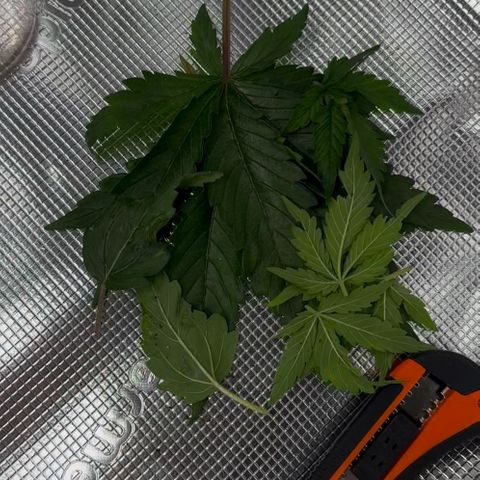 Cookies Gelato Automatic growlog photo: Nach dem Training 