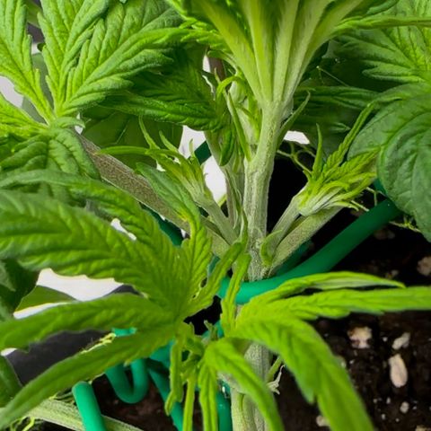 Cookies Gelato Automatic growlog photo: Nach dem Training 