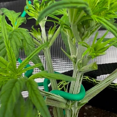 Cookies Gelato Automatic growlog timeline photo