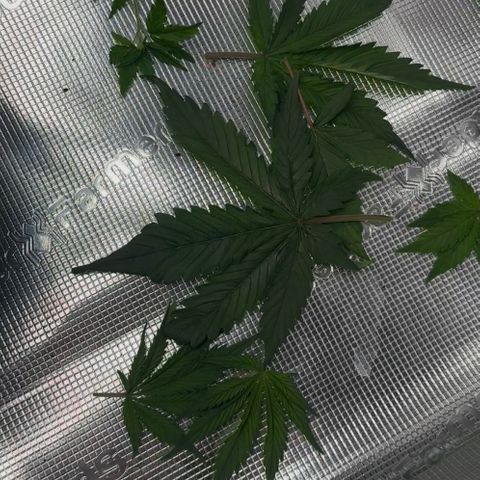 Cookies Gelato Automatic growlog timeline photo