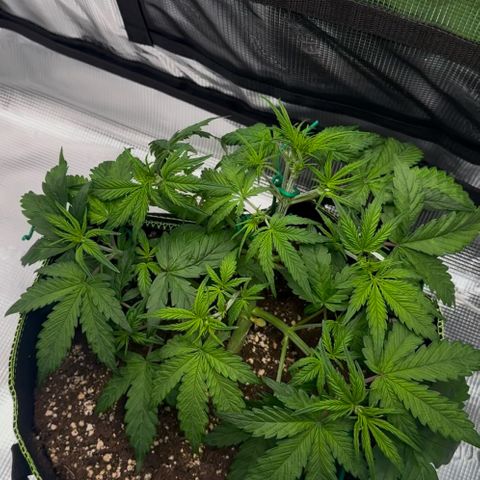 Cookies Gelato Automatic growlog timeline photo