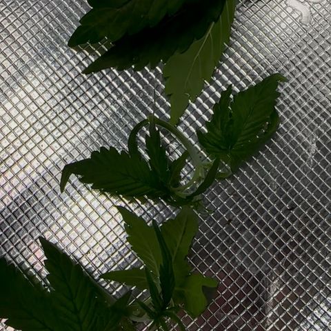 Cookies Gelato Automatic growlog timeline photo