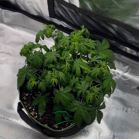 Cookies Gelato Automatic growlog timeline photo