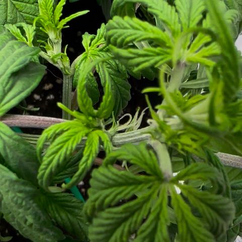 Cookies Gelato Automatic growlog timeline photo