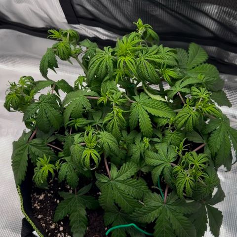 Cookies Gelato Automatic growlog timeline photo