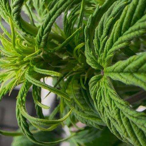Cookies Gelato Automatic growlog timeline photo