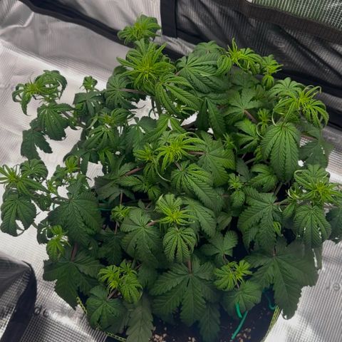 Cookies Gelato Automatic growlog timeline photo
