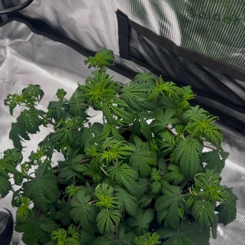 Cookies Gelato Automatic growlog timeline photo