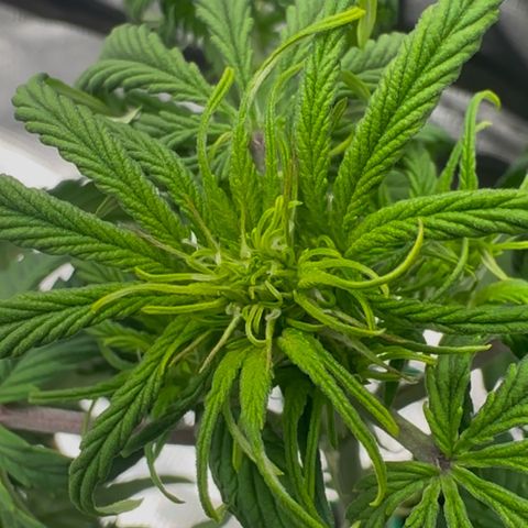 Cookies Gelato Automatic growlog timeline photo