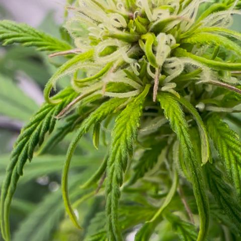 Cookies Gelato Automatic growlog timeline photo