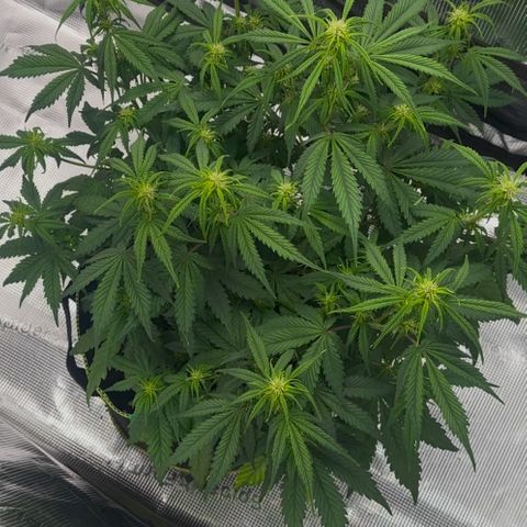 Cookies Gelato Automatic growlog timeline photo