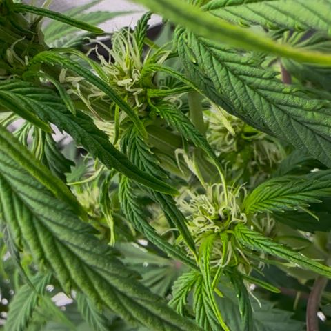 Cookies Gelato Automatic growlog timeline photo