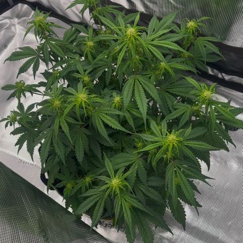 Cookies Gelato Automatic growlog timeline photo