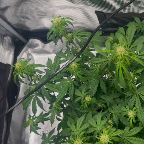 Cookies Gelato Automatic growlog photo: Vor dem entlauben 