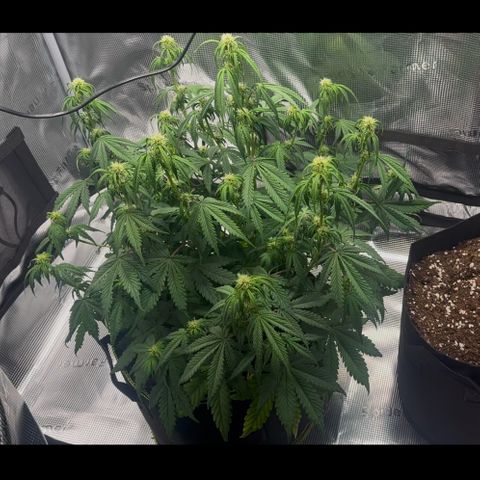 Cookies Gelato Automatic growlog photo: Vor dem entlauben 