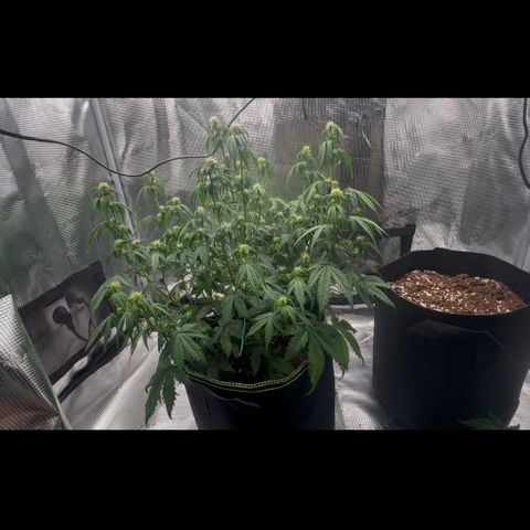 Cookies Gelato Automatic growlog photo: Nach dem Entlauben 