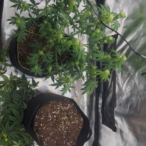 Cookies Gelato Automatic growlog photo: Nach dem Entlauben+Lollipopping 