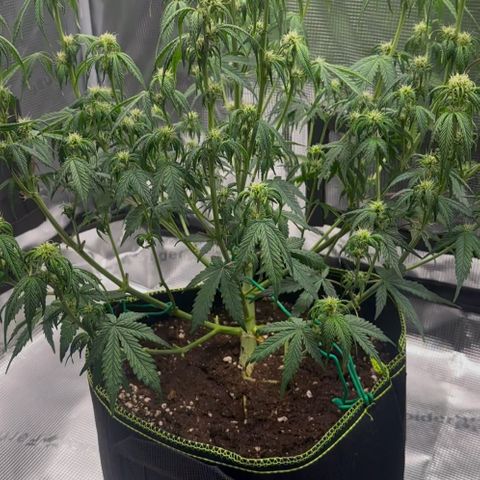 Cookies Gelato Automatic growlog photo: Nach dem Entlauben+Lollipopping 