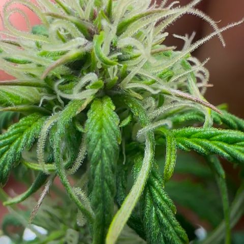Cookies Gelato Automatic growlog photo: Nach dem Entlauben+Lollipopping 