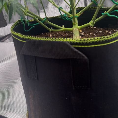 Cookies Gelato Automatic growlog photo: Nach dem Entlauben+Lollipopping 