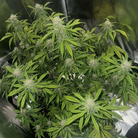 Cookies Gelato Automatic growlog timeline photo