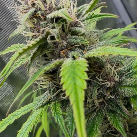 Cookies Gelato Automatic growlog timeline photo